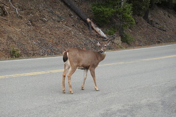 A Columbian black-tailed deer standing on Hurricane Ridge Road in the Pacific Northwest, Olympic National Park, Washington State.	