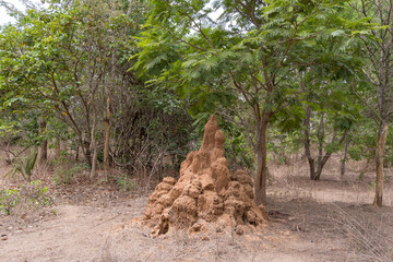 Termitero en un bosque de la región de Makasutu, Gambia