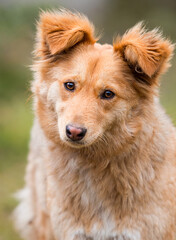 Obraz premium mongrel dog in green grass