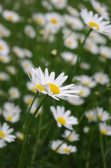 Fototapeta premium Daisies