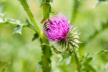 Field plants blossom in summer on which insects sit