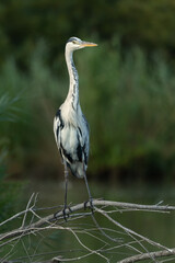 Grey heron on a branch in a lake