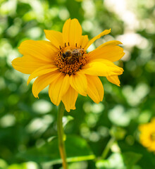 Fresh bright yellow sunflower flower (sunroot, sunchoke, earth apple or Jerusalem artichoke plant) and a pollinating bee or wasp sitting on it. Sunny day in the green spring or summer garden.