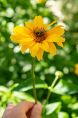 Fresh bright yellow sunflower flower (sunroot, sunchoke, earth apple or Jerusalem artichoke plant) and a pollinating bee or wasp sitting on it. Sunny day in the green spring or summer garden.