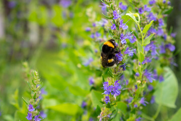 Purple or violet salvia flower head with pollinating insect (bee or wasp or furry black bumblebee with yellow stripes) in the green summer or spring garden