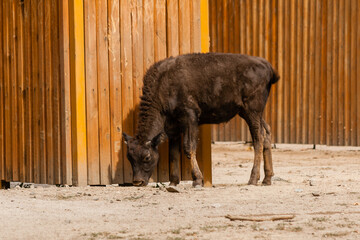 Young beautiful bison