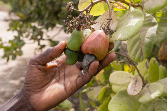 Manos cogiendo frutos de anacardos en la regi&oacute;n de Makasutu, Gambia