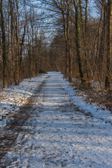 chemin forestier en hiver