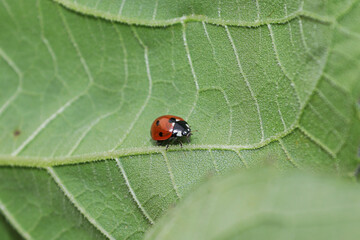 A ladybug crawling on the underside of a veined leaf