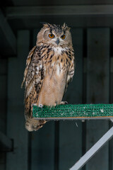 Beautiful owl