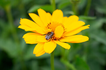 Fresh bright yellow sunflower flower (sunroot, sunchoke, earth apple or Jerusalem artichoke plant) and a pollinating bee or wasp sitting on it. Sunny day in the green spring or summer garden.