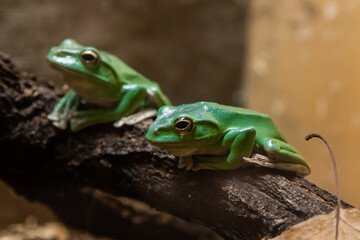 A green toad sits on a  branch