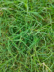 Green grass is in Sunlight looks very nice and beautiful