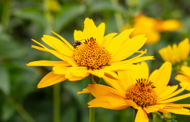 Fresh bright yellow sunflower flower (sunroot, sunchoke, earth apple or Jerusalem artichoke plant) and a pollinating bee or wasp sitting on it. Sunny day in the green spring or summer garden.