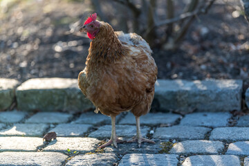 hen on the farm