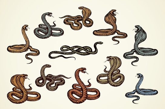 Snake. Vector drawing