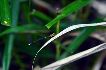 dragonfly on dry leaves