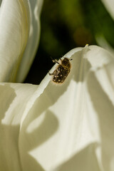 White tulips with an insect on a petal
