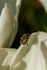 White tulips with an insect on a petal