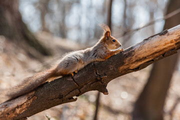 Squirrel sits on a tree