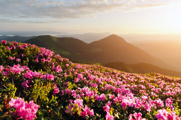 Fototapeta na wymiar Pink rhododendron flowers in mountains