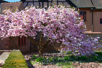 Blühende Magnolie in Kientzheim im Elsass