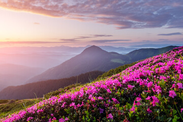 Pink rhododendron flowers in mountains