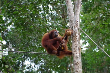 マレーシア　ボルネオ島　クチン　セメンゴワイルドライフリハビリテーションセンターのオランウータン © 旅祐
