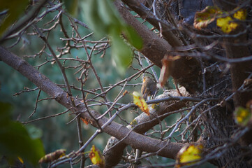 Naklejka na ściany i meble A Robin bird perched on a branch