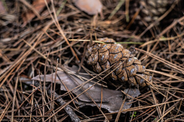 Pine beautiful bump lies on the ground in needles