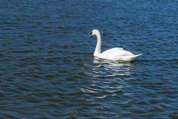 Beautiful swan floats on the lake