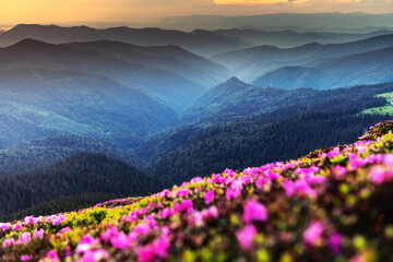 Fototapeta premium Pink rhododendron flowers in mountains