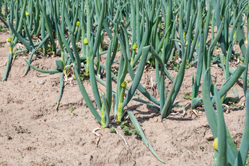 松本一本ねぎの畑