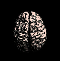 Human brain illustration