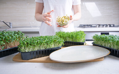 Mung bean seedings and microgreens on the kitchen table. Woman cooks a healthy dish using natural micro green.
