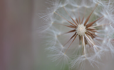 dry dandelion with close-up parachutes