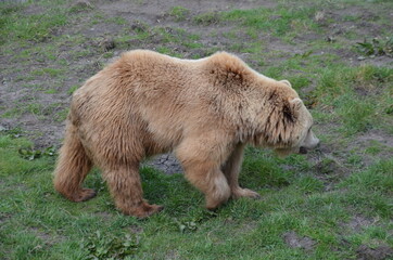 grizzly bears