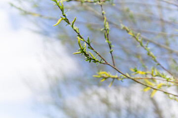 branches in spring