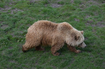 grizzly bears