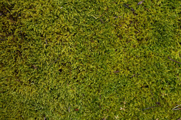 Bright green moss close-up, texture, forest