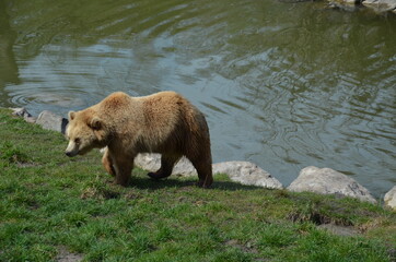 grizzly bears