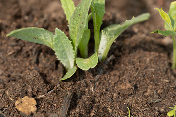 young artichoke thistle plant in fertile soil