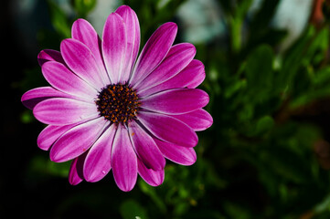 Obraz premium Macro shot of a pink marguerite (Leucanthemum) in the sun.