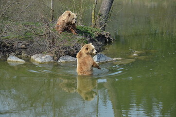 grizzly bears