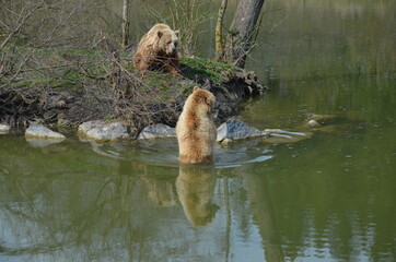 grizzly bears