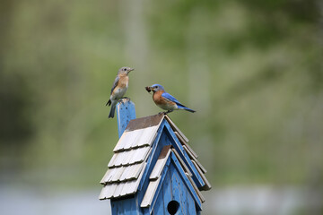 Male eastern bluebird on birdhouse with bug in his mouth