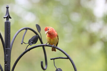 Summer Tanager cocking his head