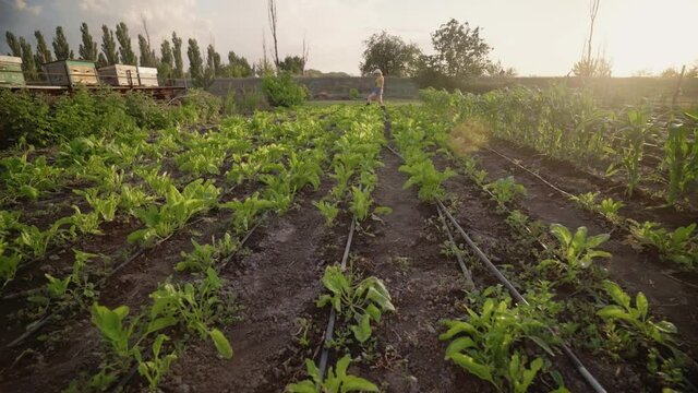 Agriculture. A woman inspects a vegetable plantation. Organic farming concept. A farmer in a straw hat and denim clothes tends to plants in his vegetable garden. Bright sunlight.