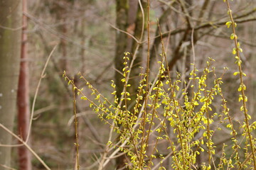 close up of blooming forsythia plants