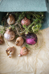 Dry bulbs of tulips and hyacinths lie on craft packaging paper with beautiful eco-friendly waste paper and sphagnum moss, ready for storage with space for text